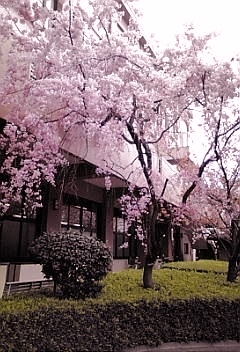 occ桜２1.jpg